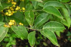 Memecylon talbotianum